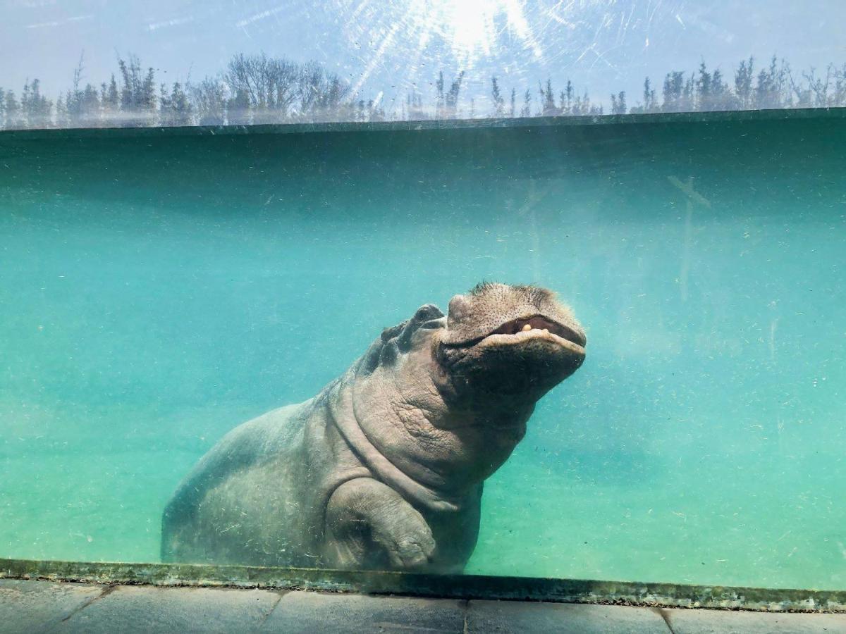 Vakantiewoning Hakuna Matata Geraardsbergen Bagian luar foto